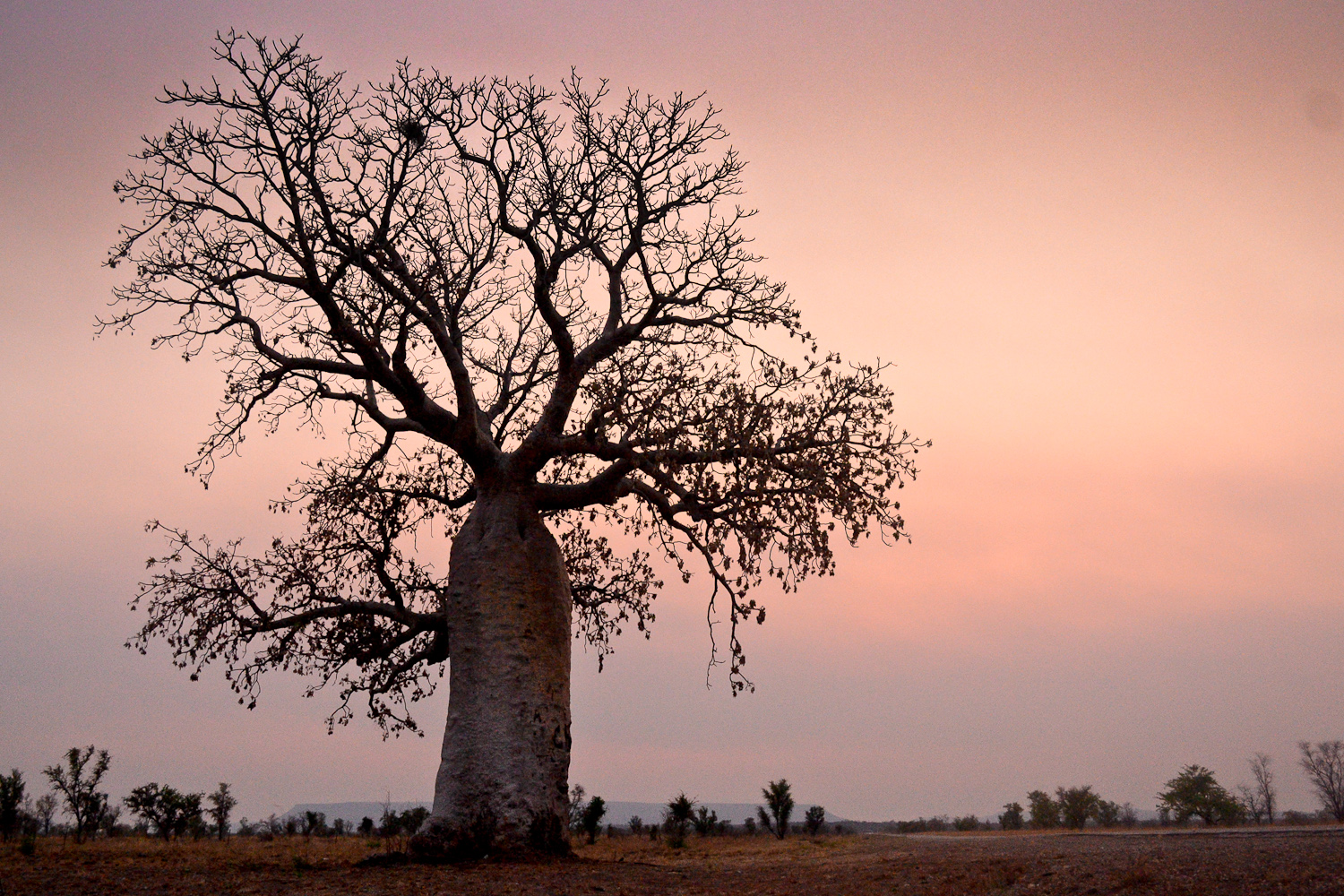 Baobab tree, Australia.