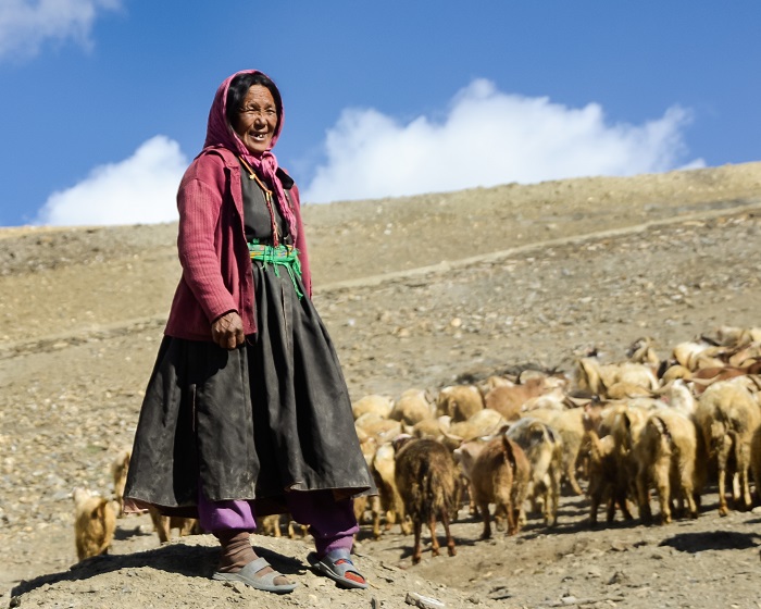Woman herding her animals in the harsh high altitude Himalaya of Northern India.